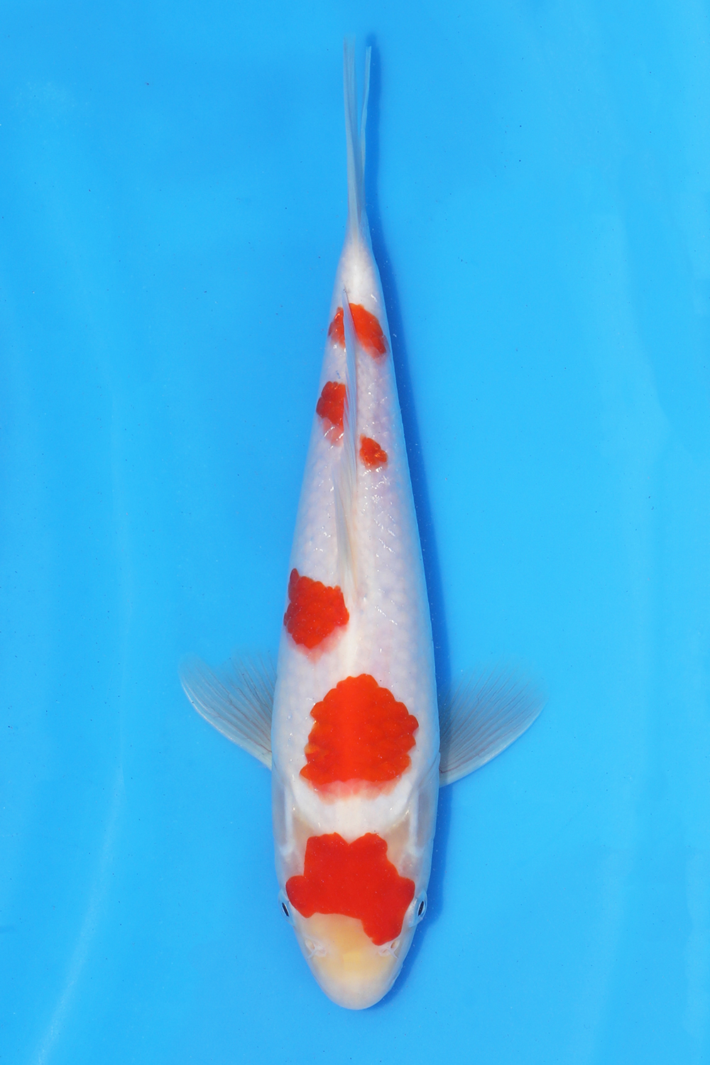 Kohaku