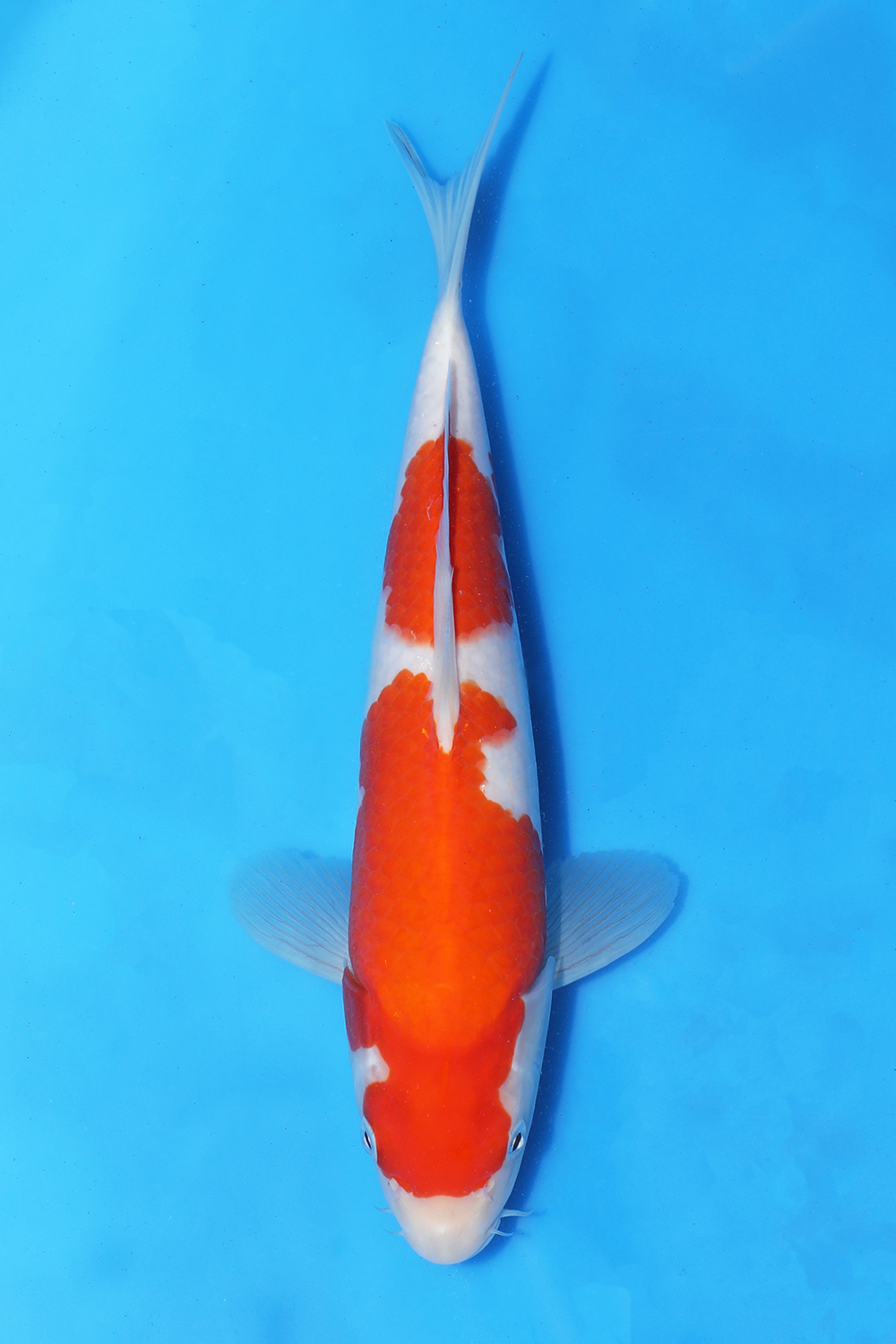 Kohaku