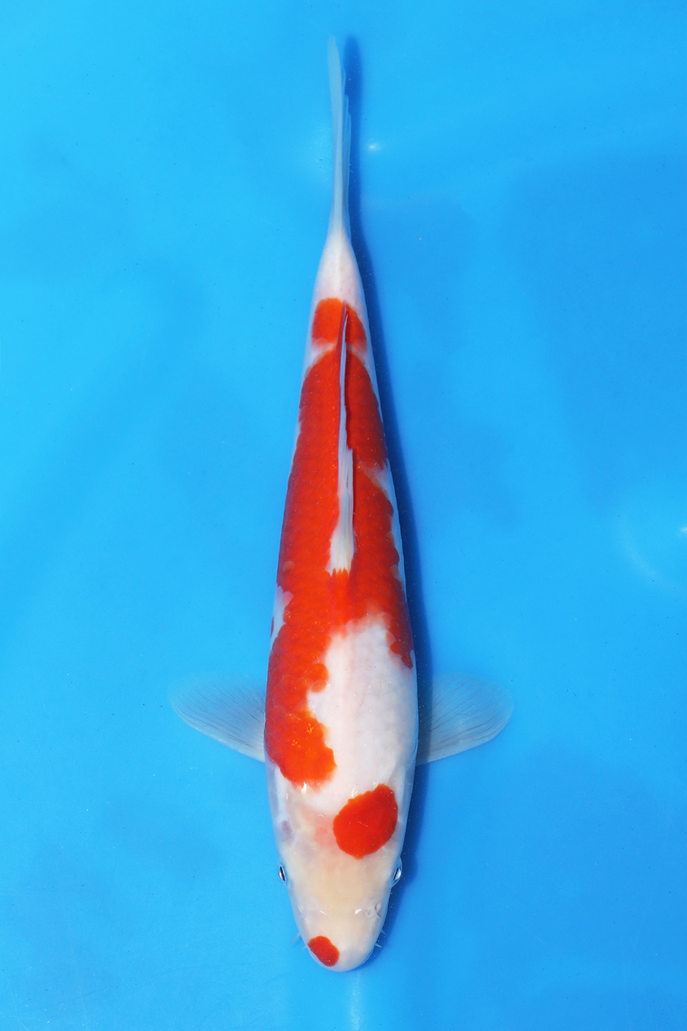 Kohaku