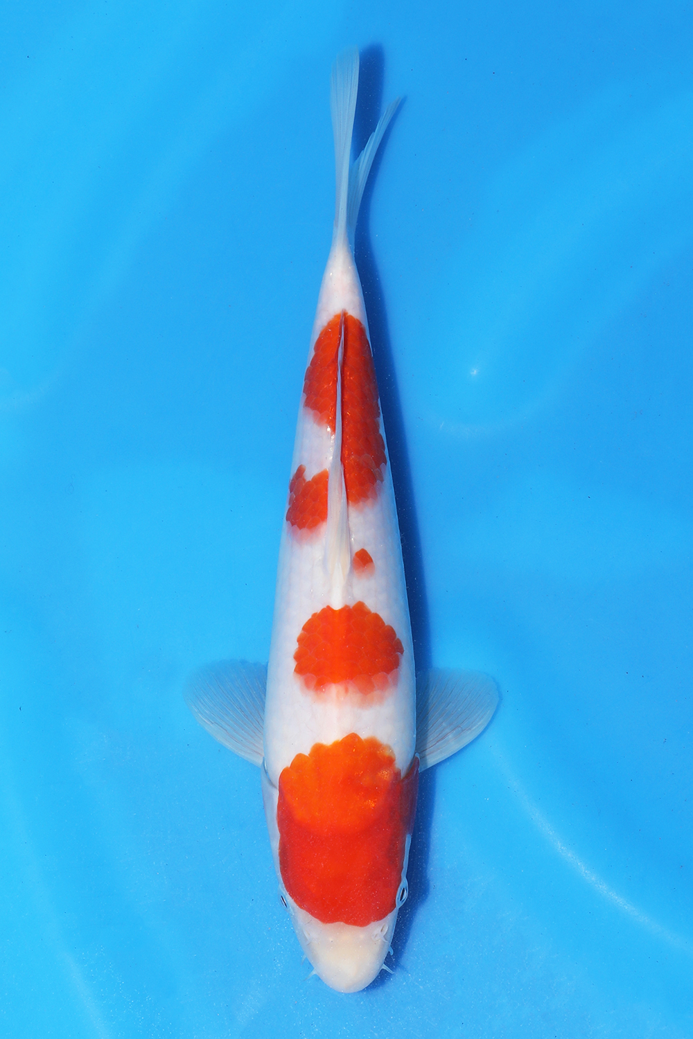 Kohaku