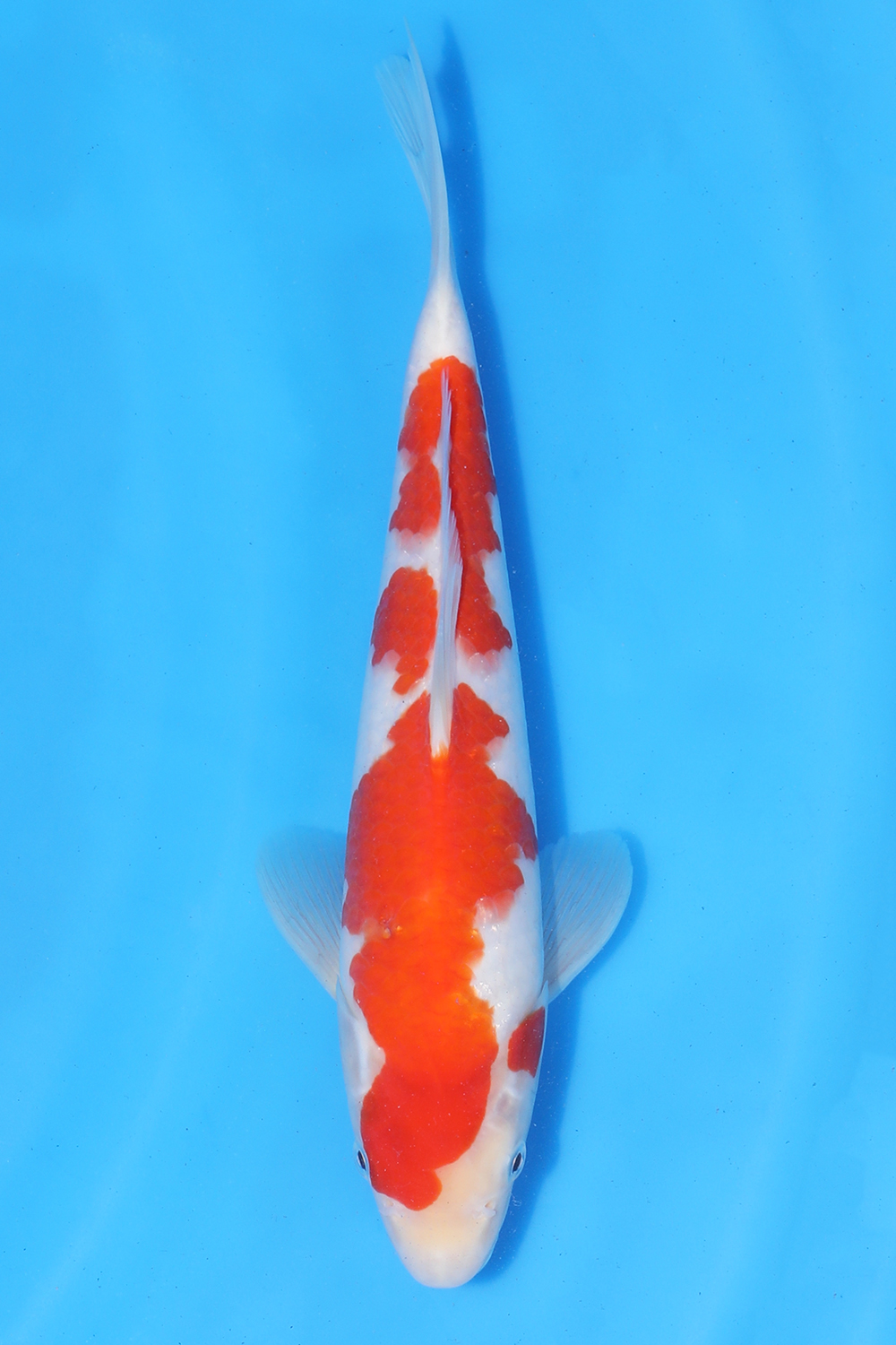 Kohaku