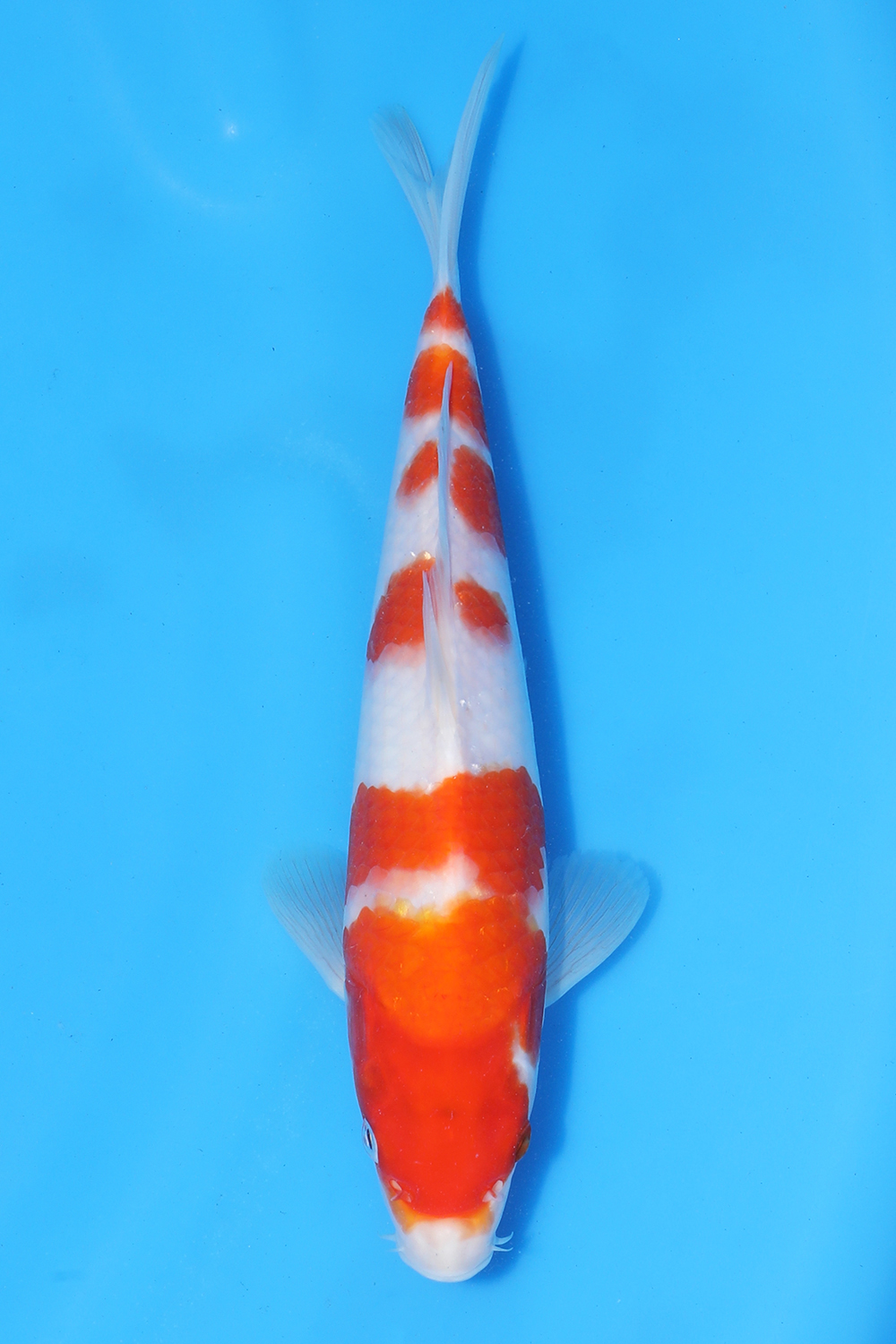 Kohaku