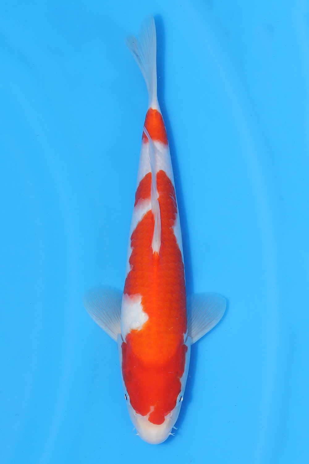 Kohaku