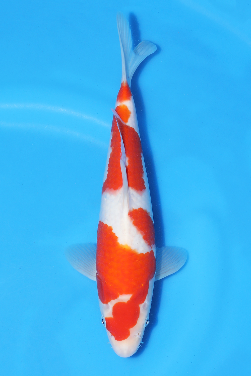Kohaku