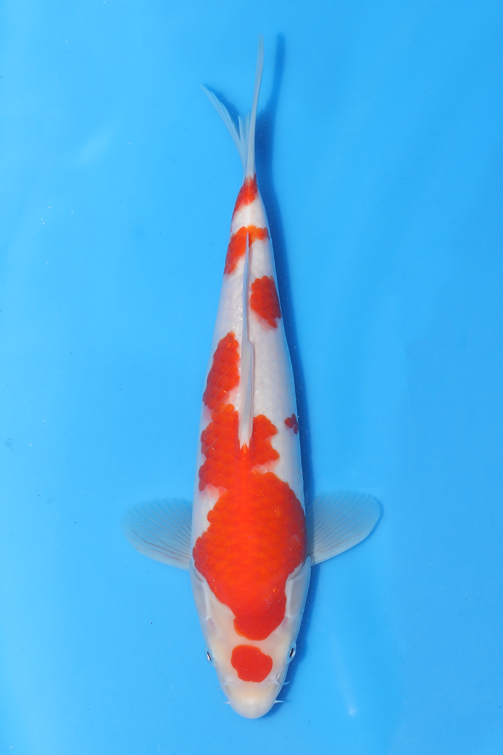 Kohaku