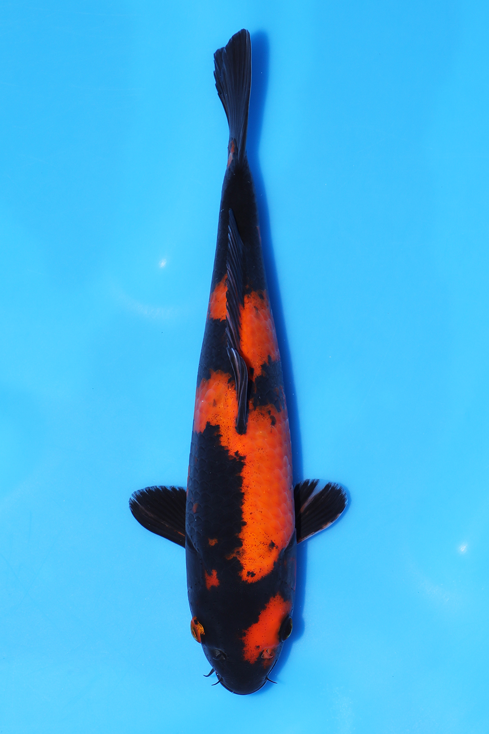 Hi Utsuri