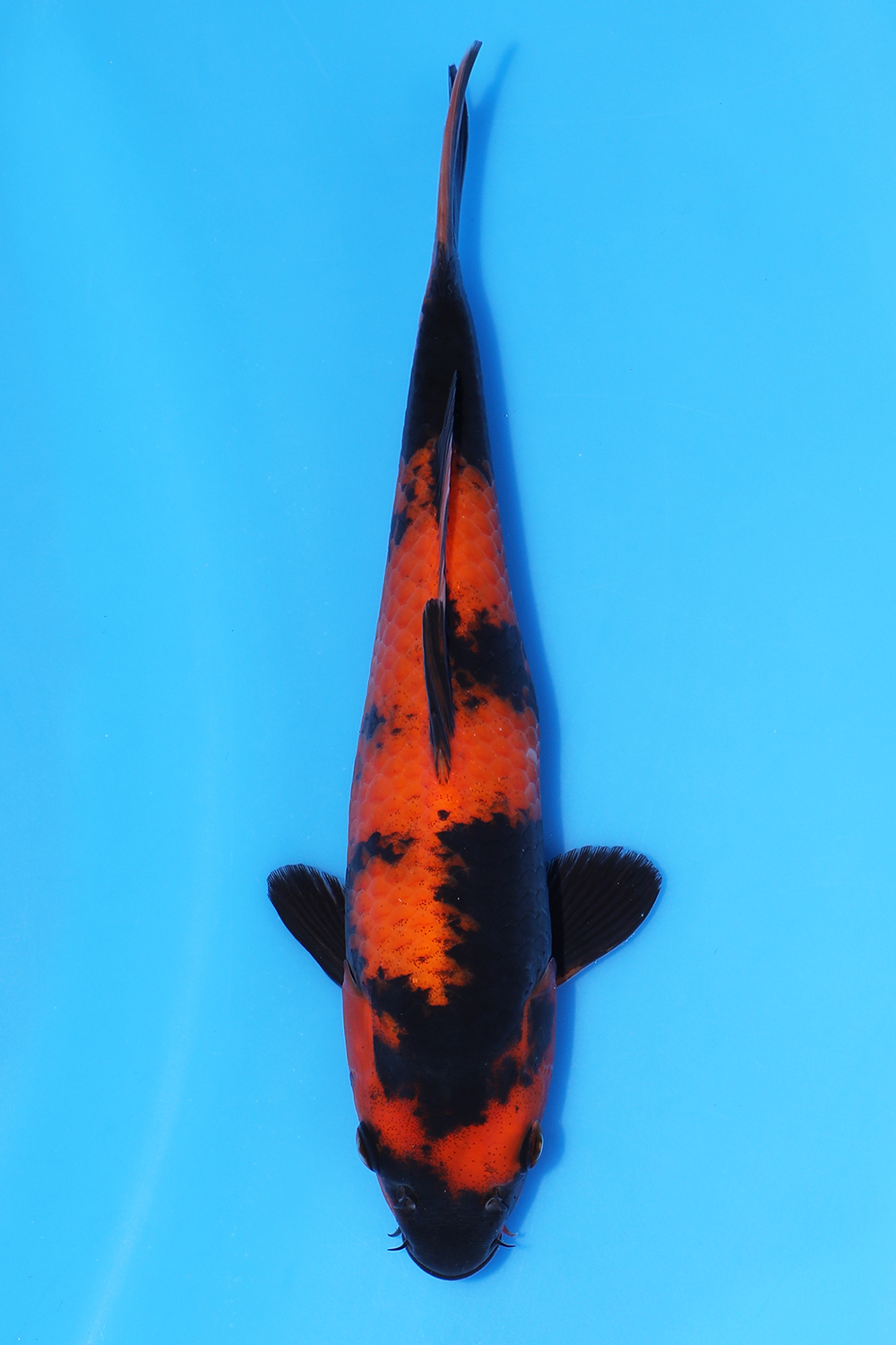 Hi Utsuri