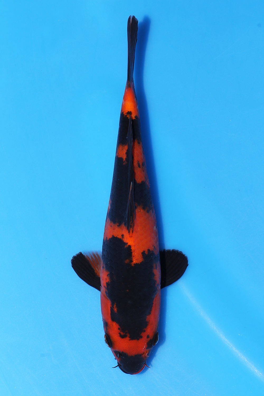 Hi Utsuri