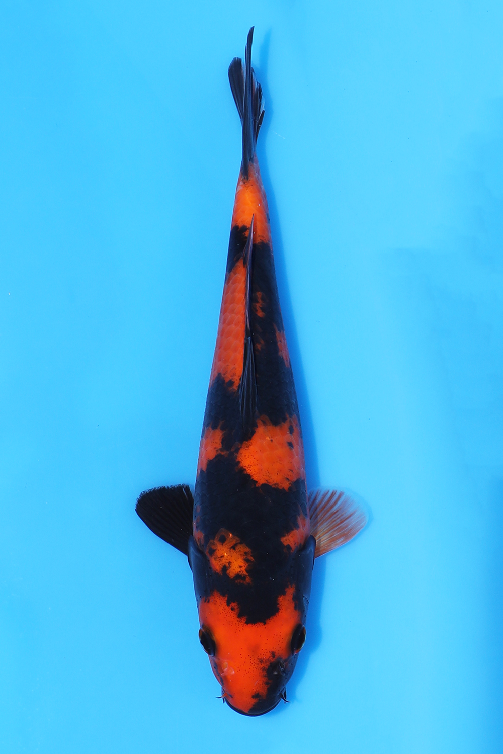Hi Utsuri