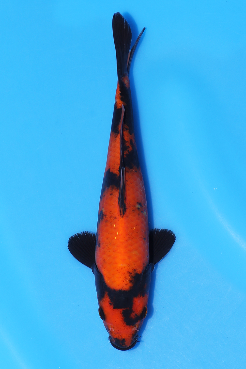 Hi Utsuri