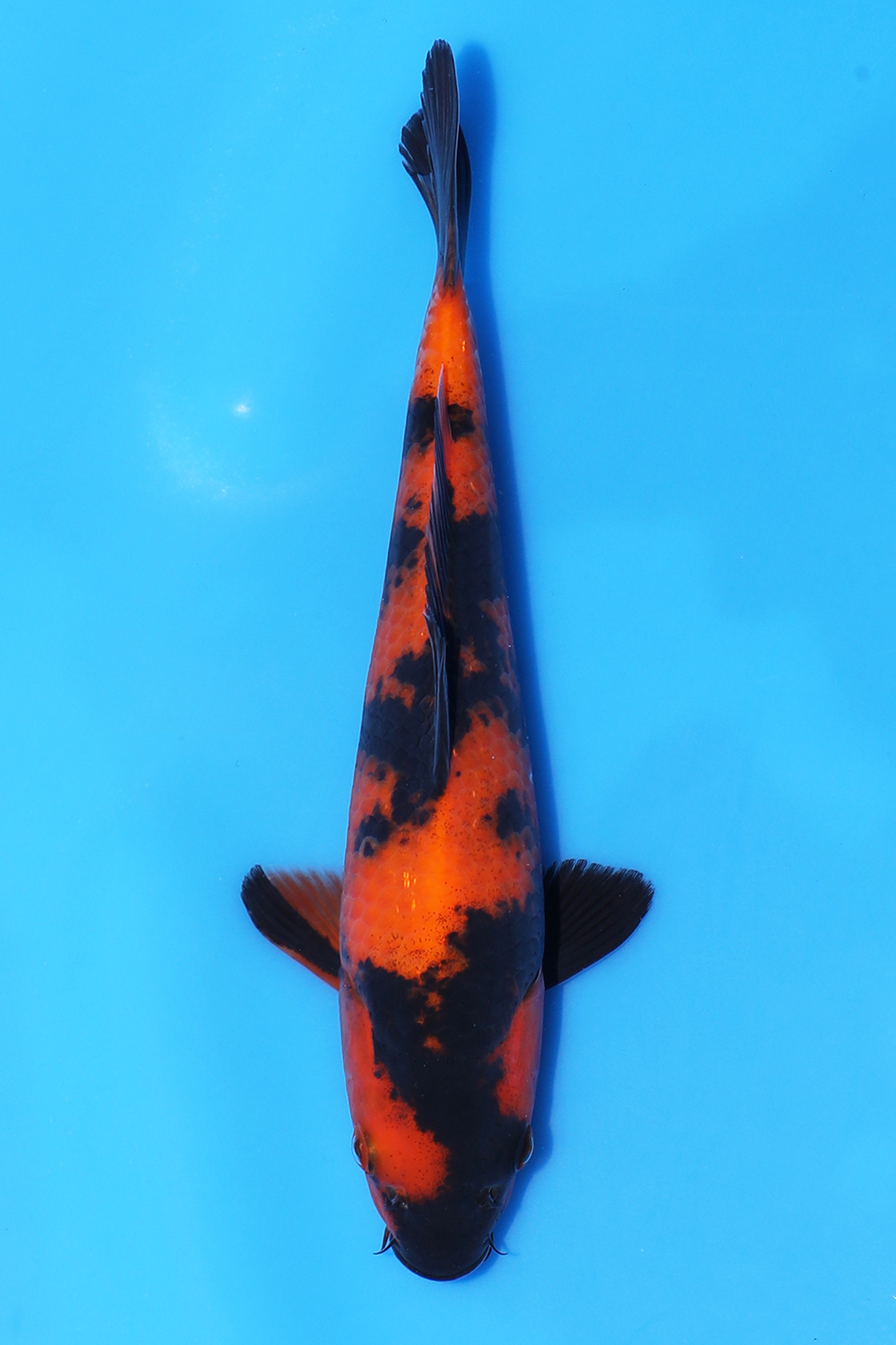 Hi Utsuri