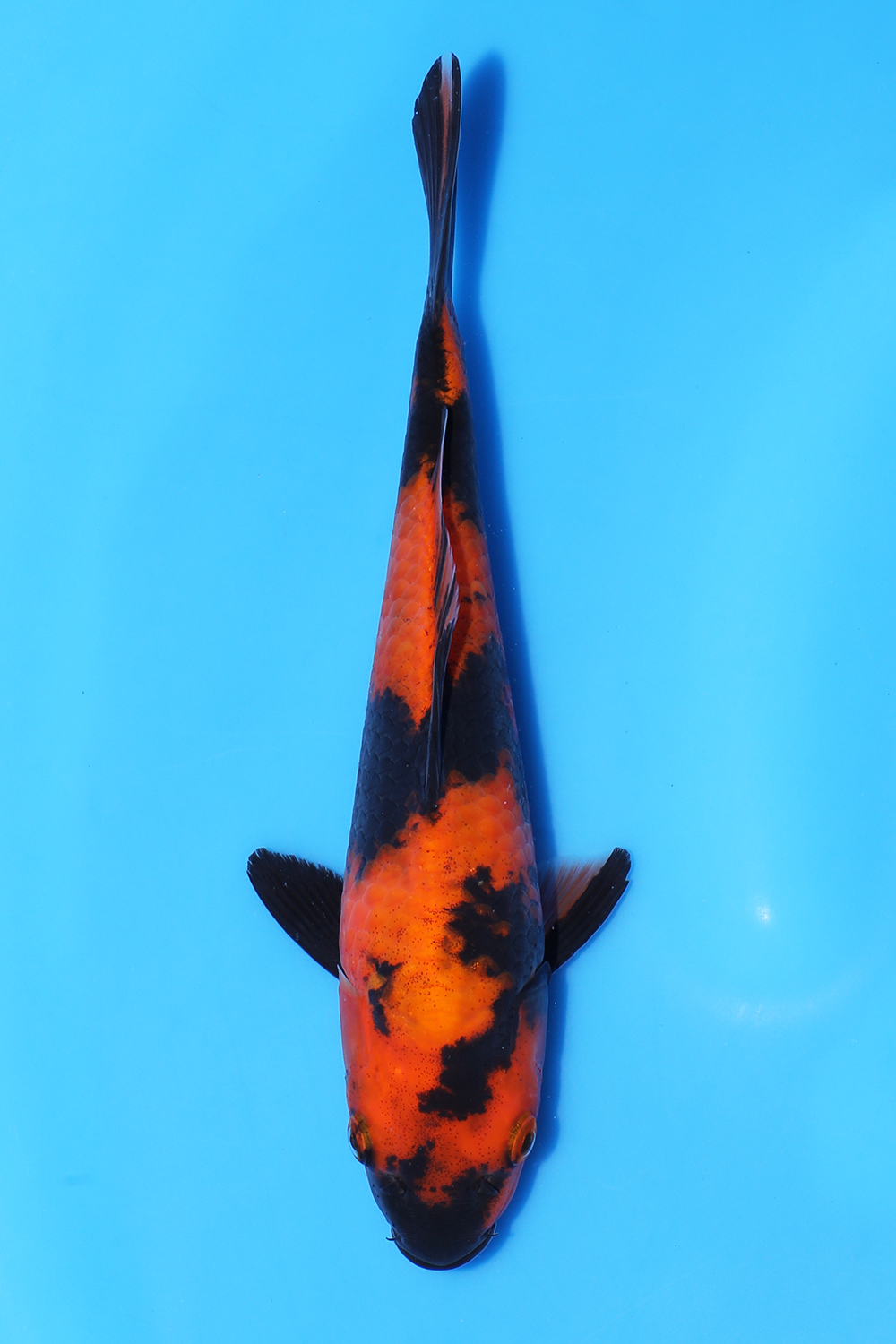 Hi Utsuri