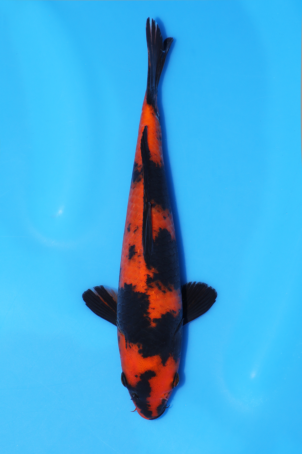 Hi Utsuri