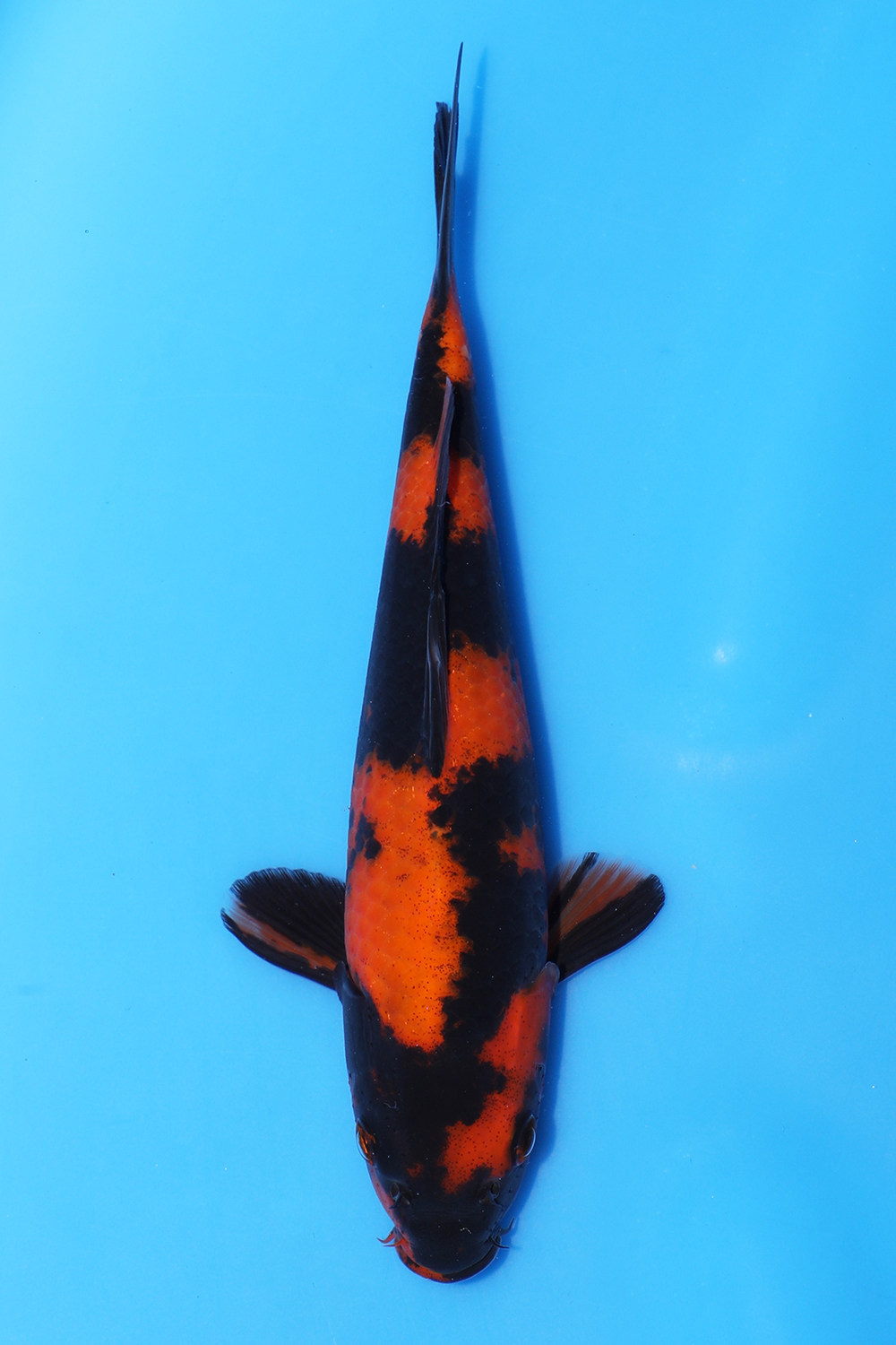Hi Utsuri
