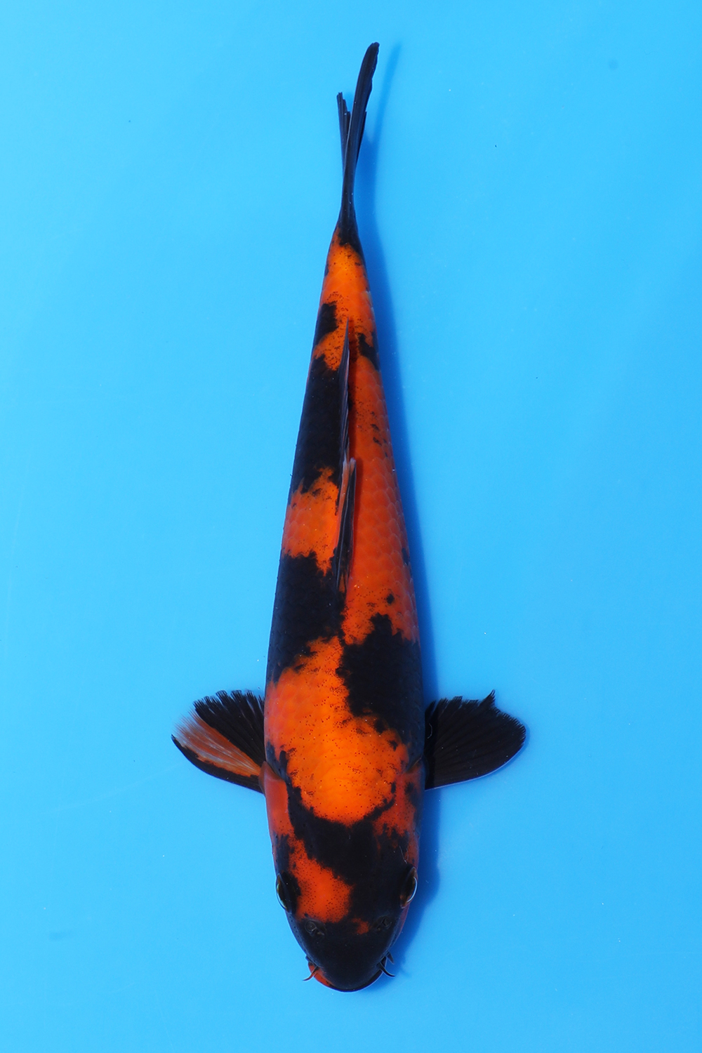 Hi Utsuri