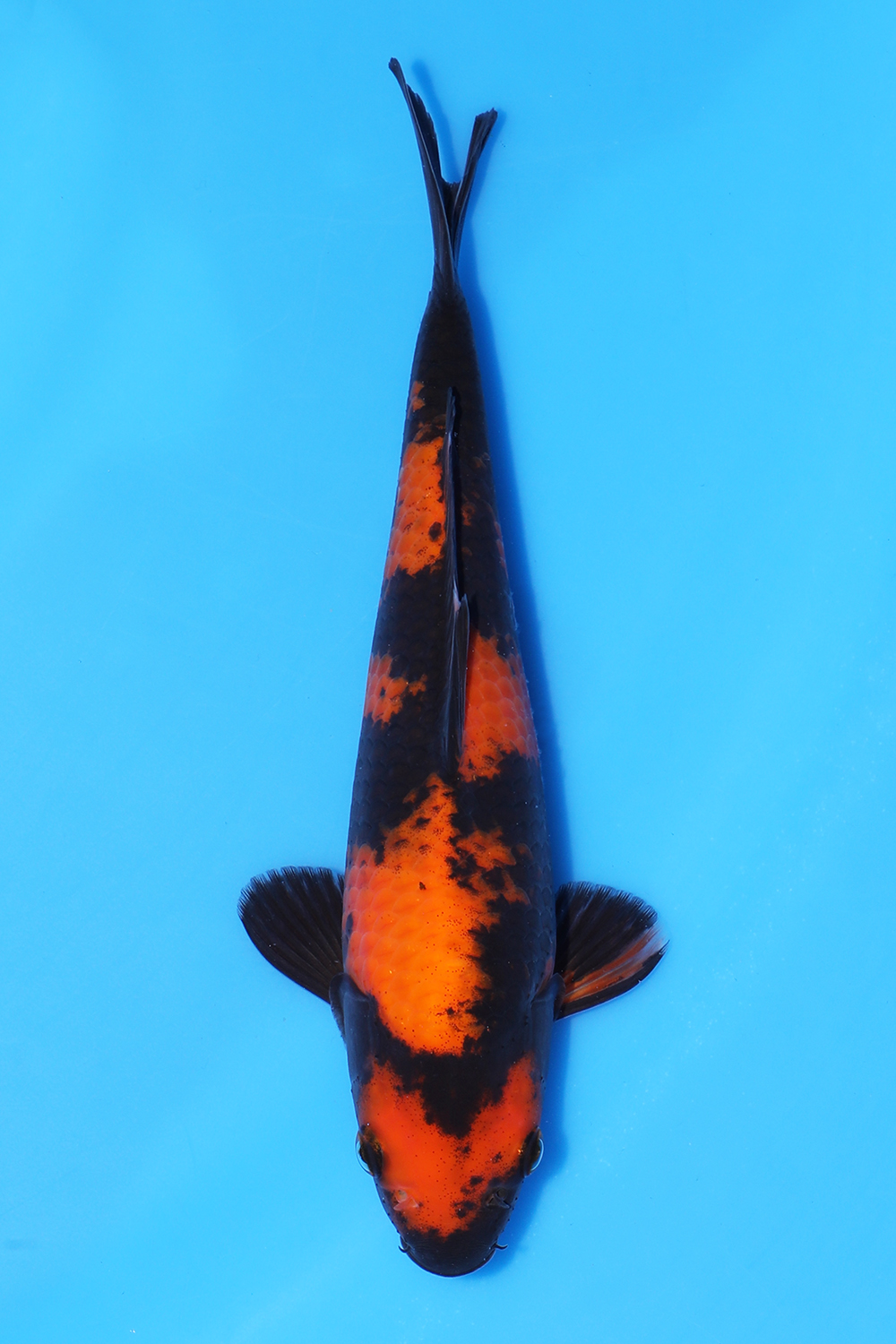 Hi Utsuri