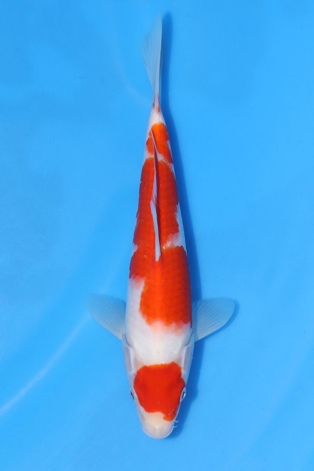 Kohaku