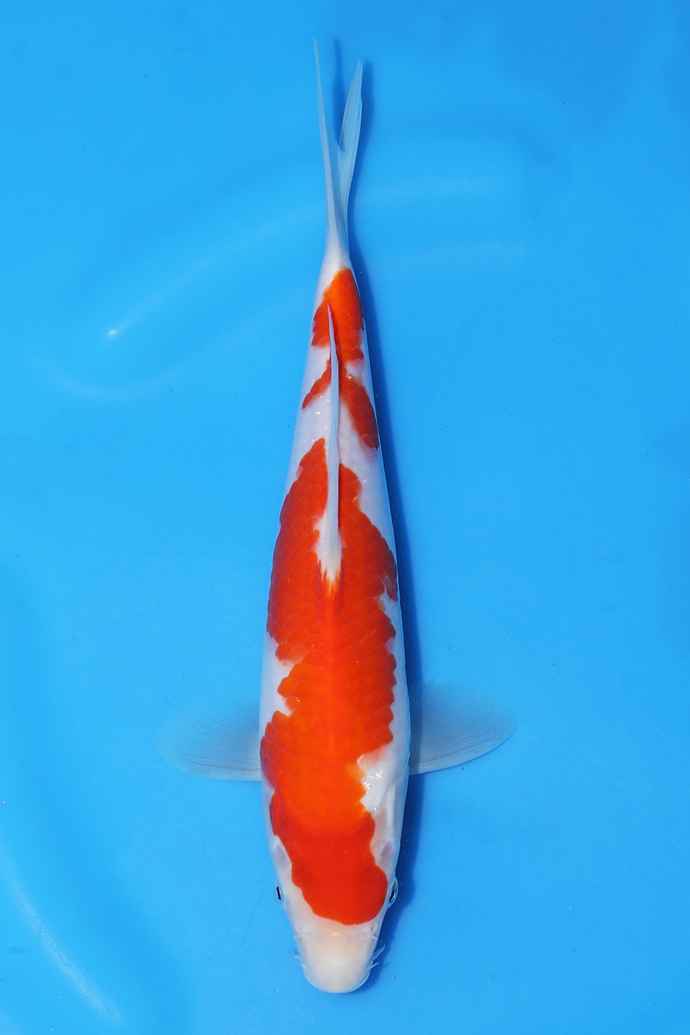 Kohaku