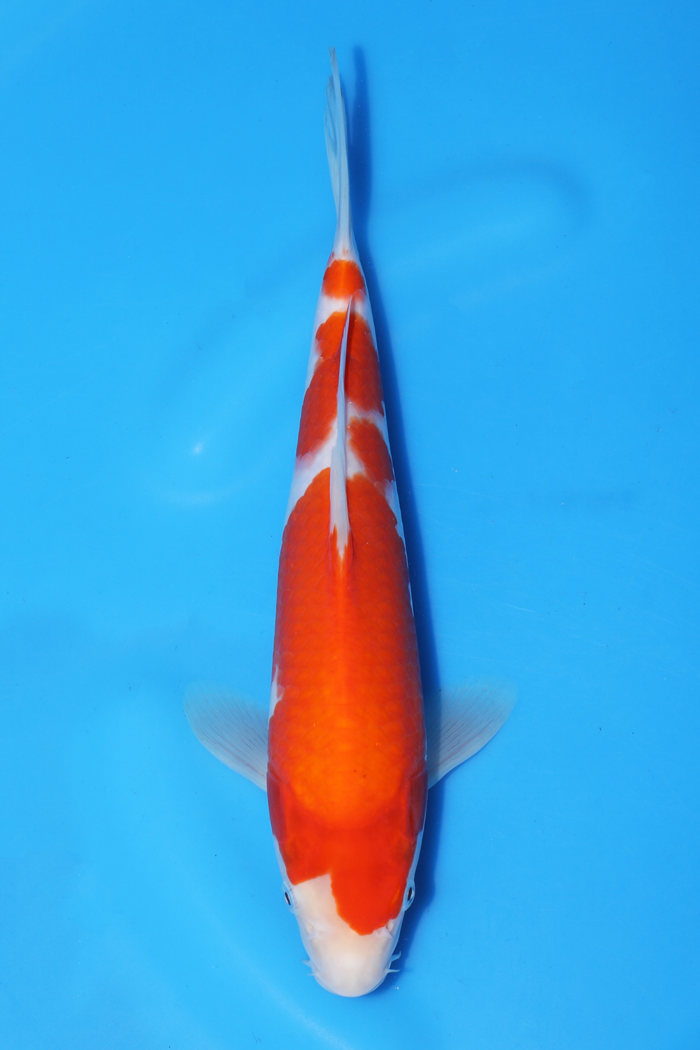 Kohaku
