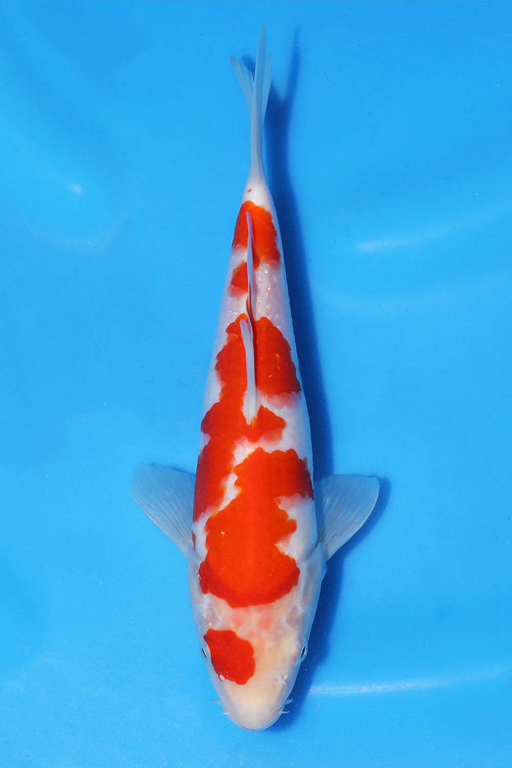 Kohaku