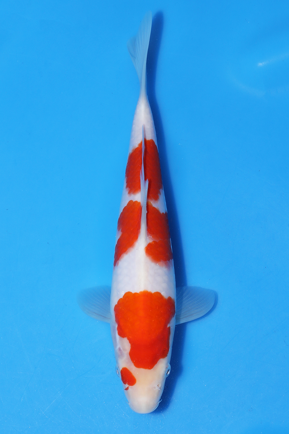 Kohaku