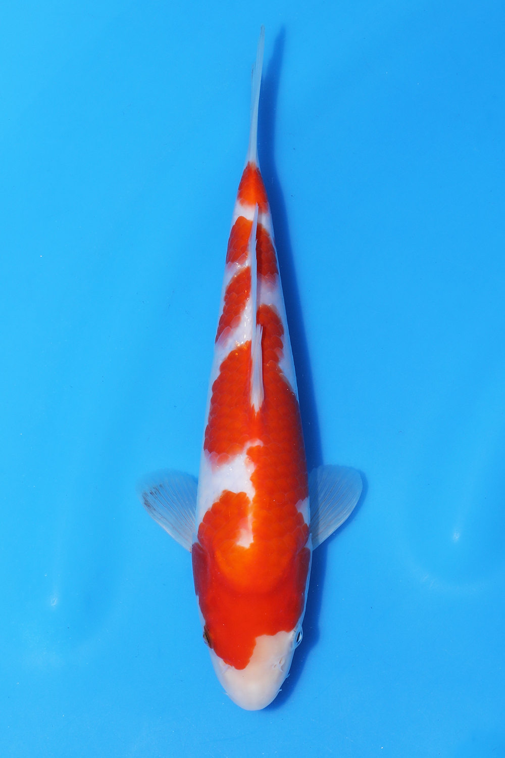 Kohaku