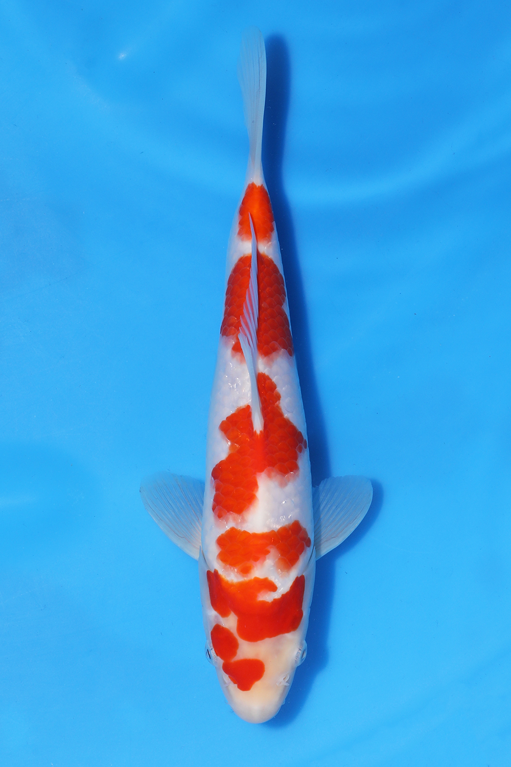Kohaku