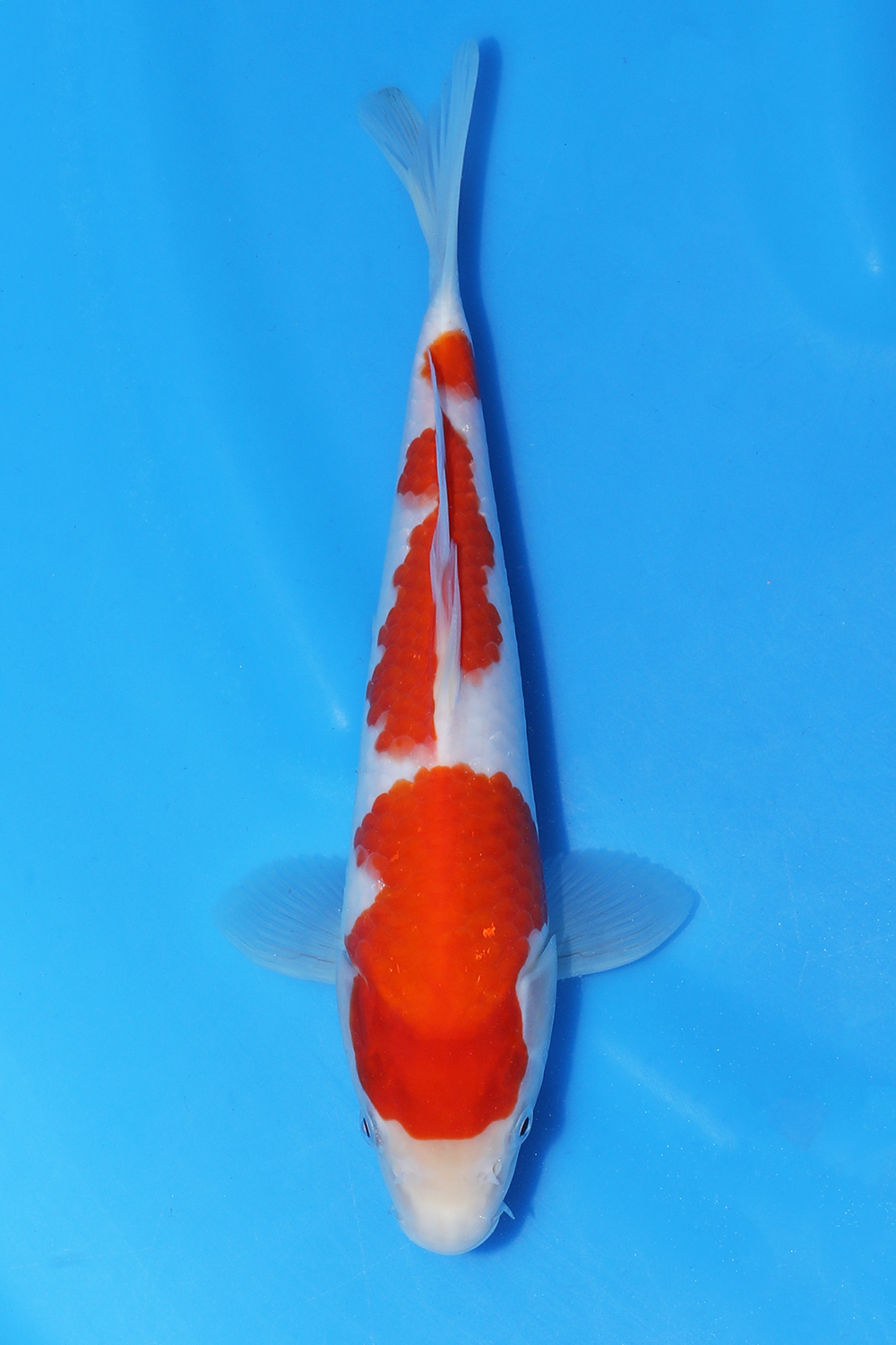 Kohaku