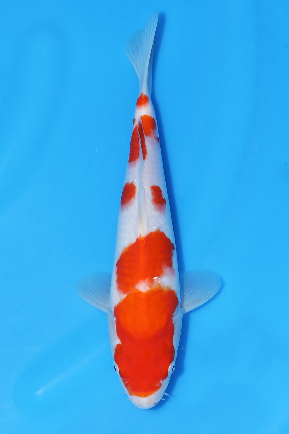 Kohaku