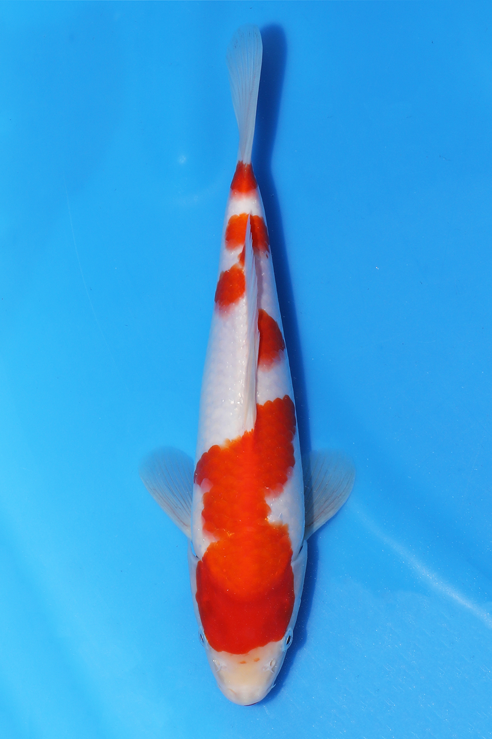 Kohaku
