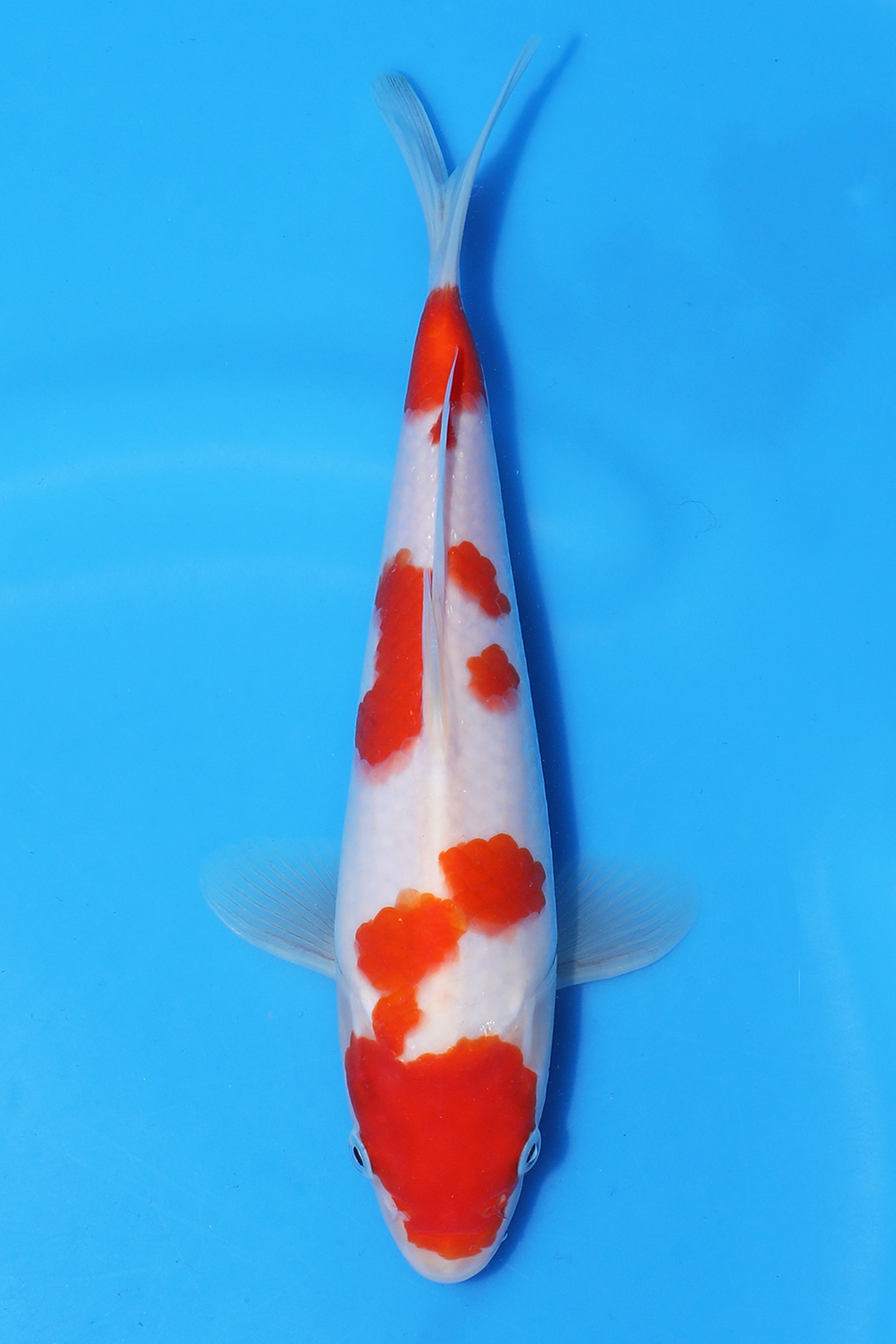 Kohaku