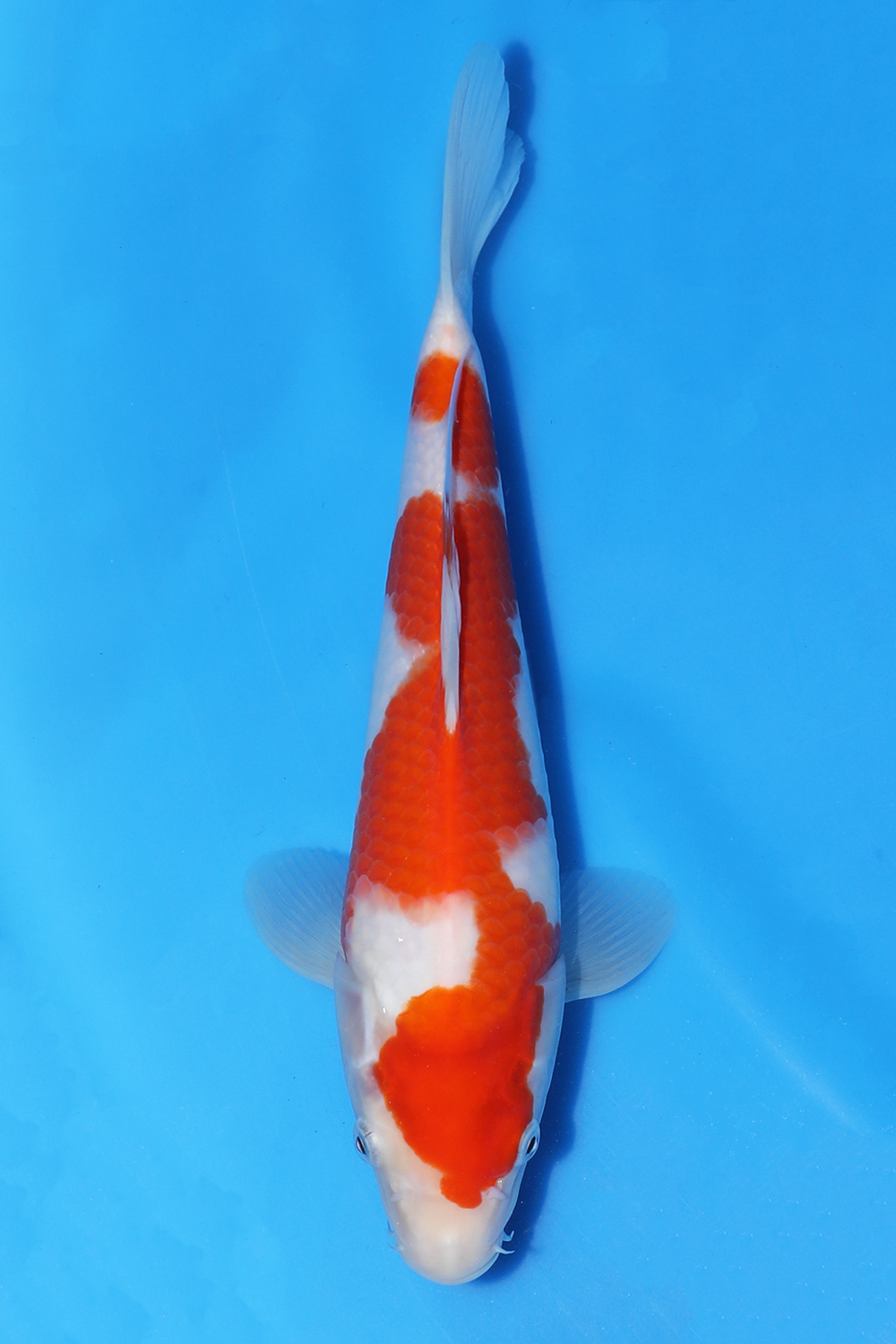 Kohaku