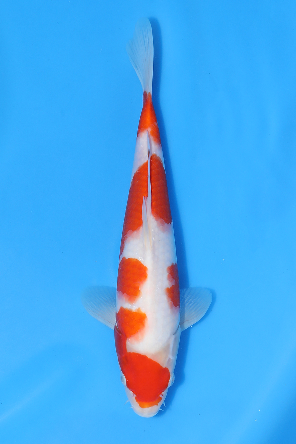 Kohaku