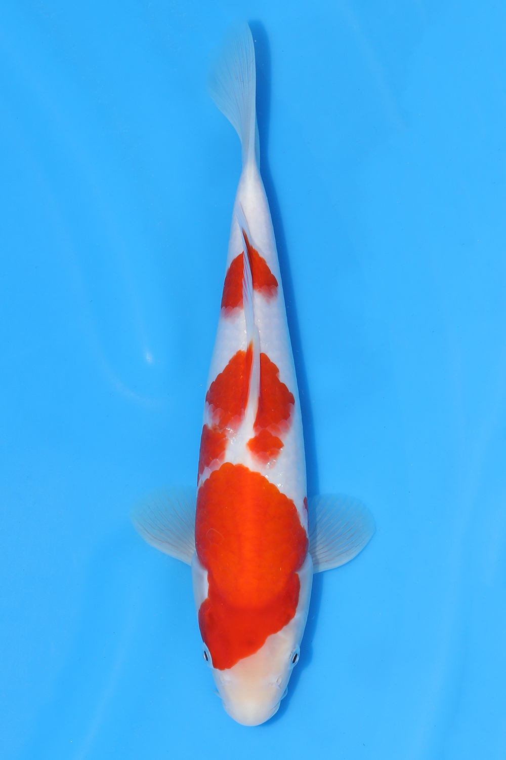 Kohaku