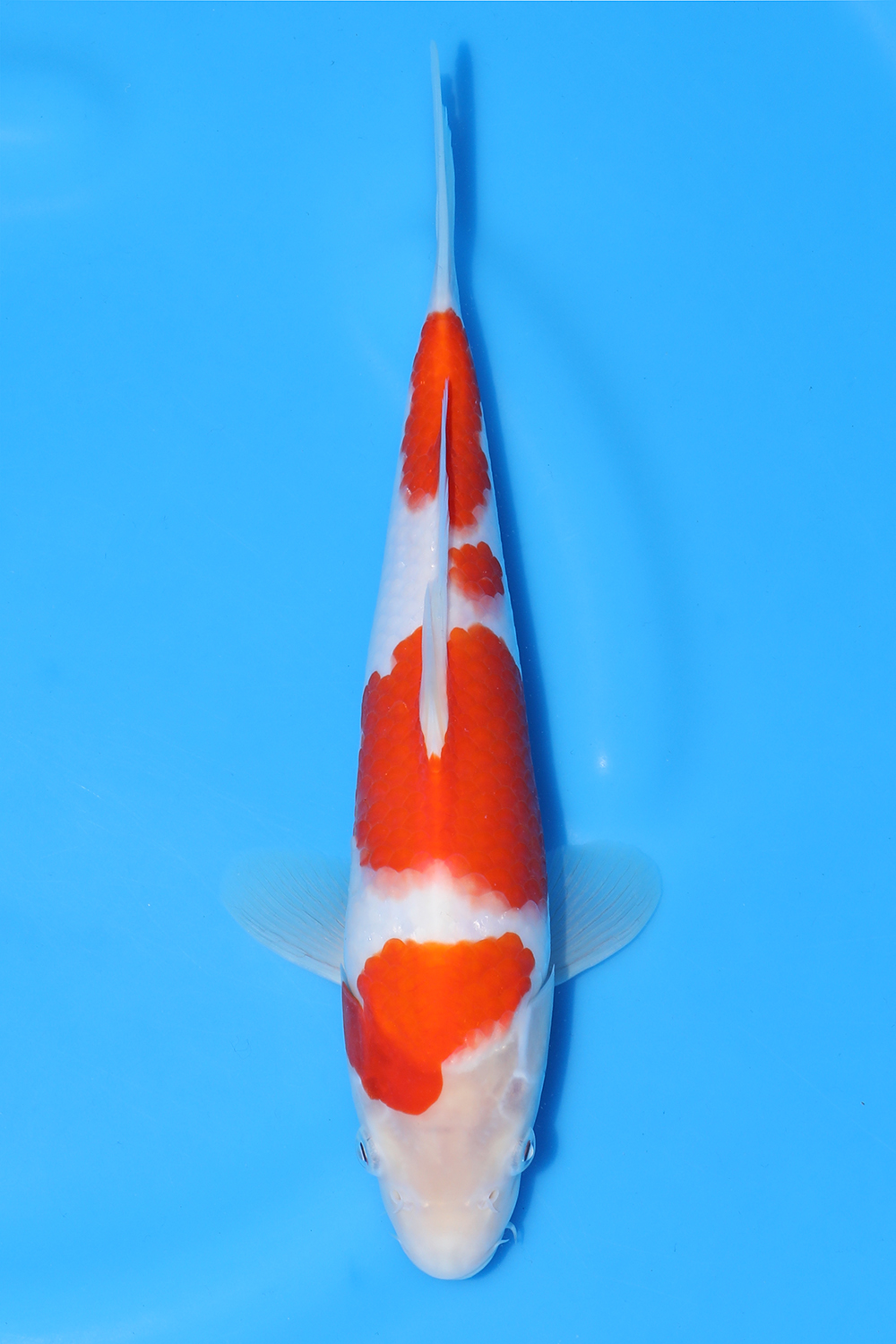 Kohaku