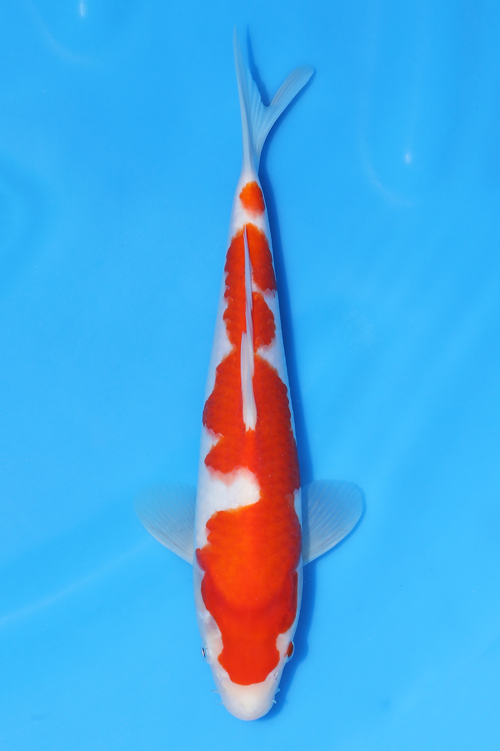 Kohaku