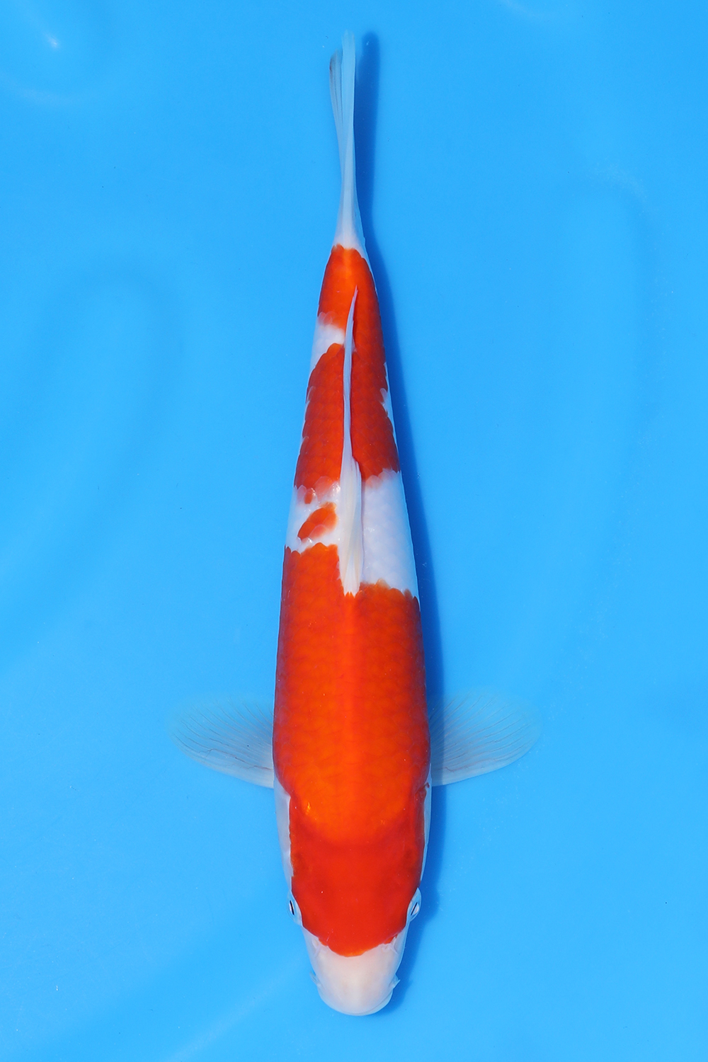 Kohaku