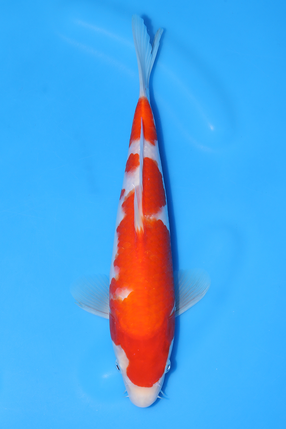 Kohaku