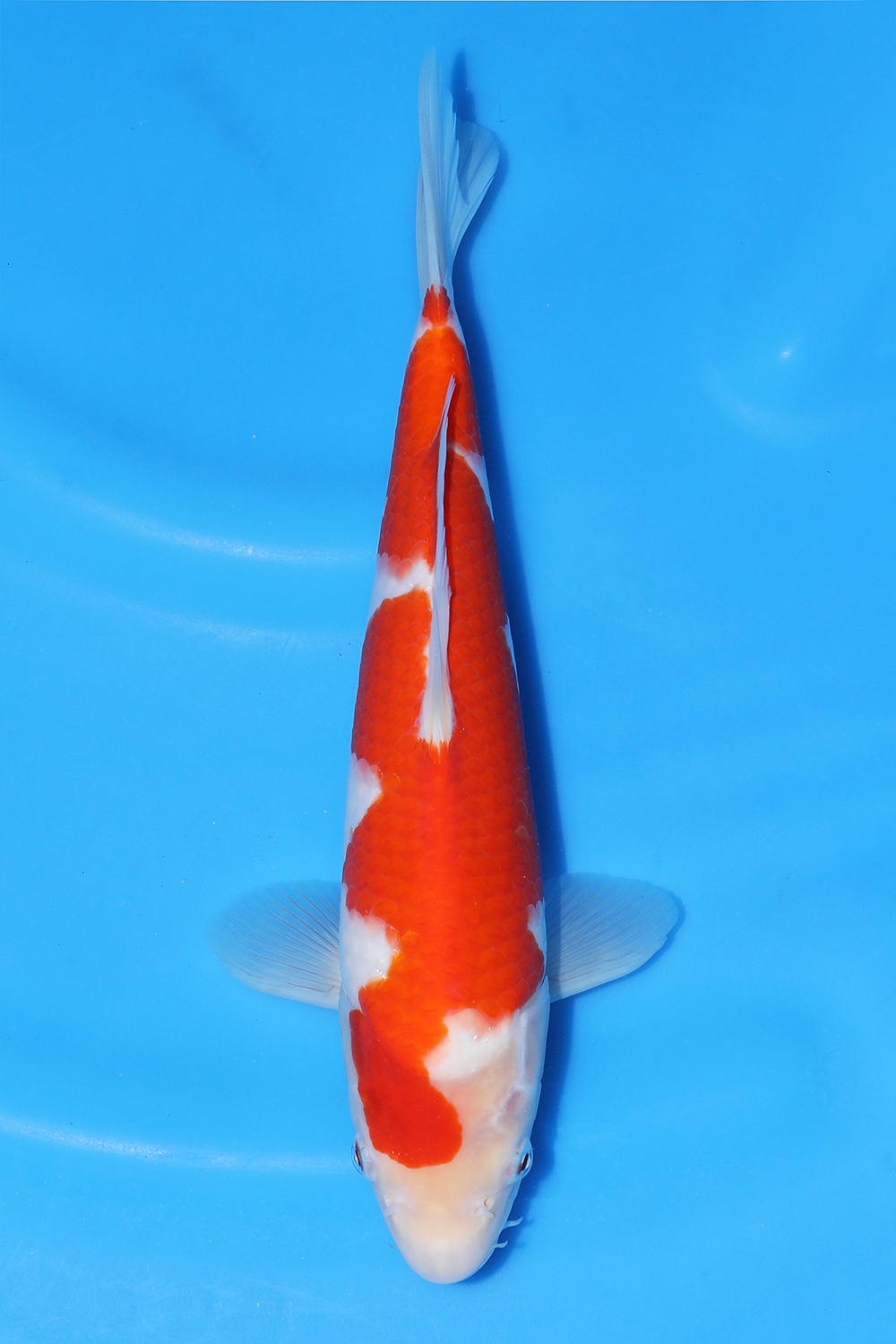 Kohaku