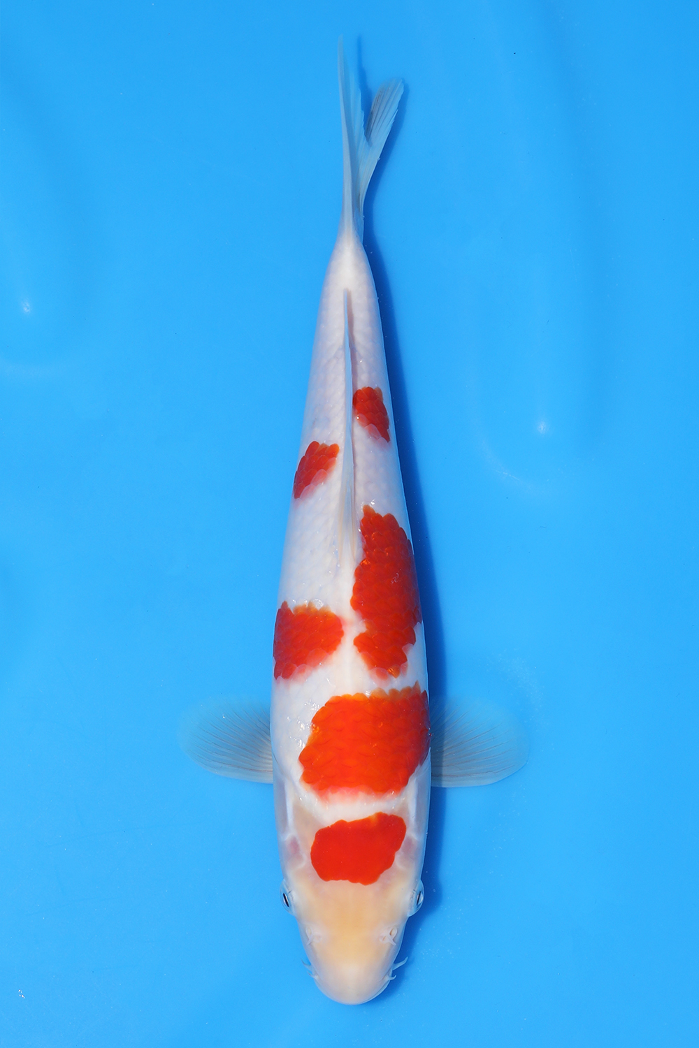 Kohaku