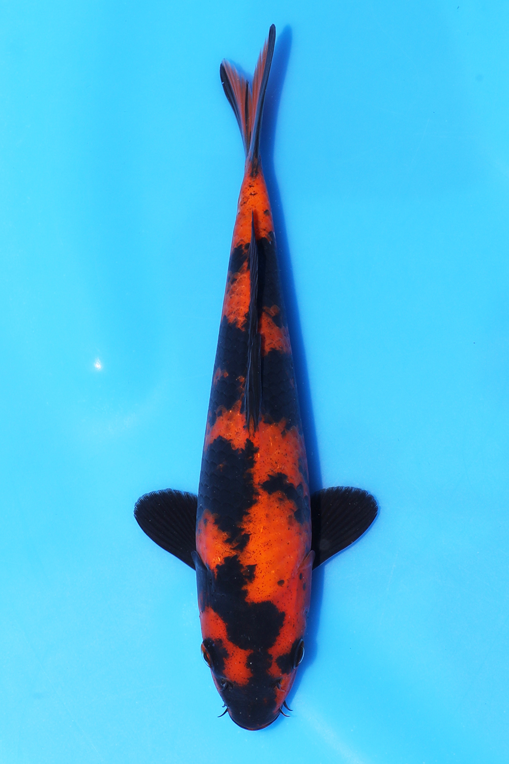Hi Utsuri
