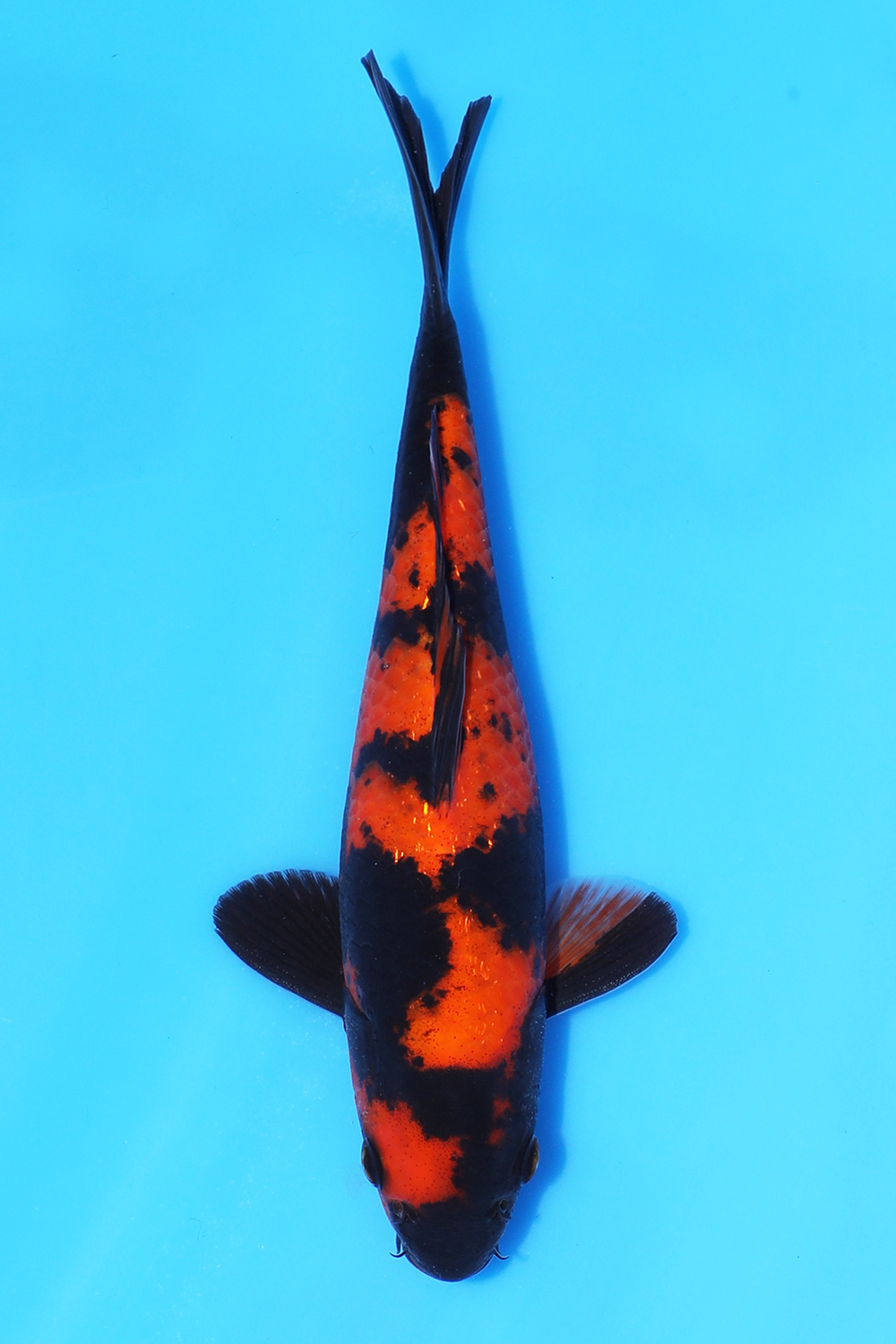 Hi Utsuri