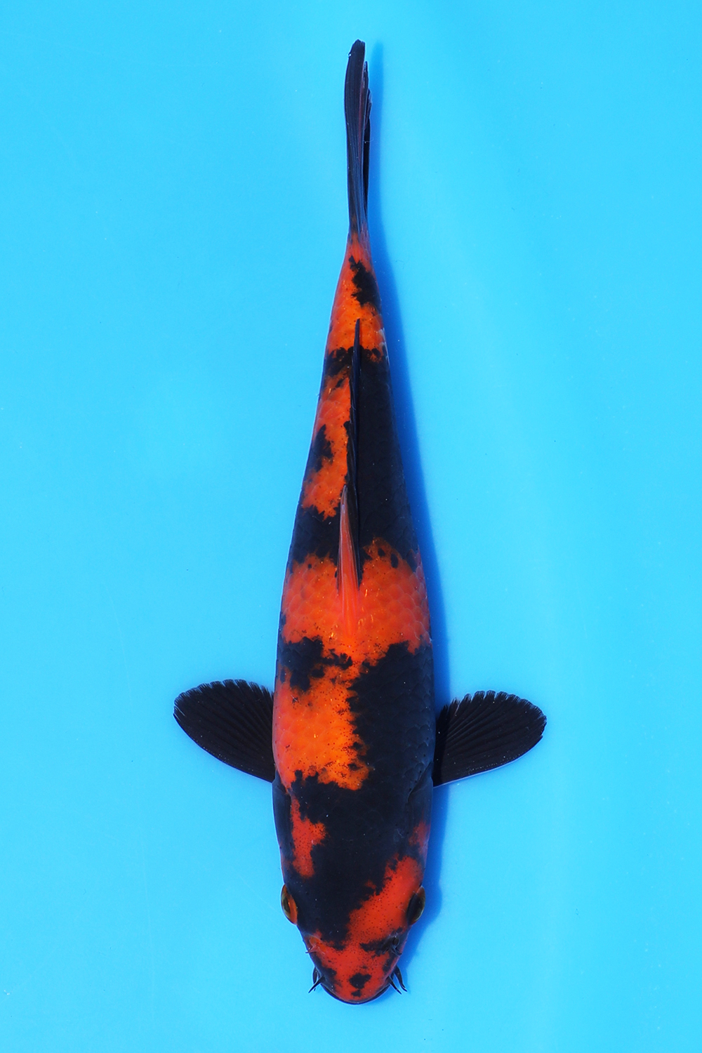Hi Utsuri