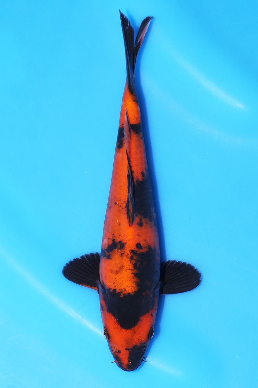 Hi Utsuri