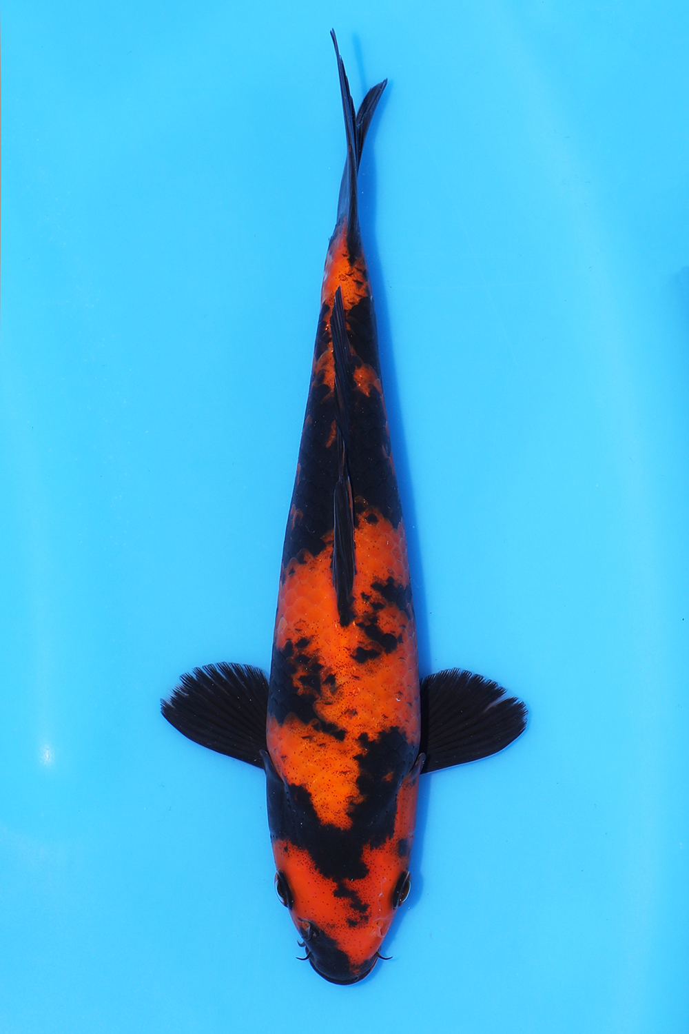 Hi Utsuri