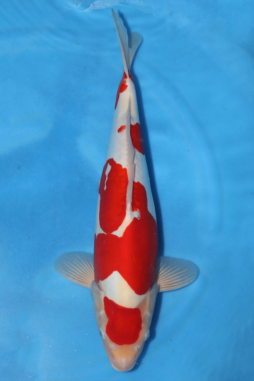 Doitsu Kohaku