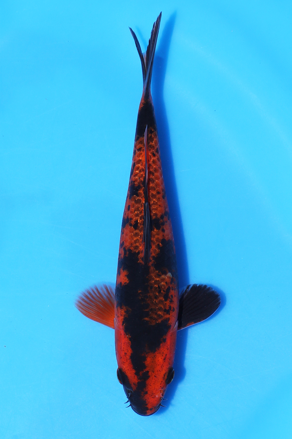 Kage Hi Utsuri 