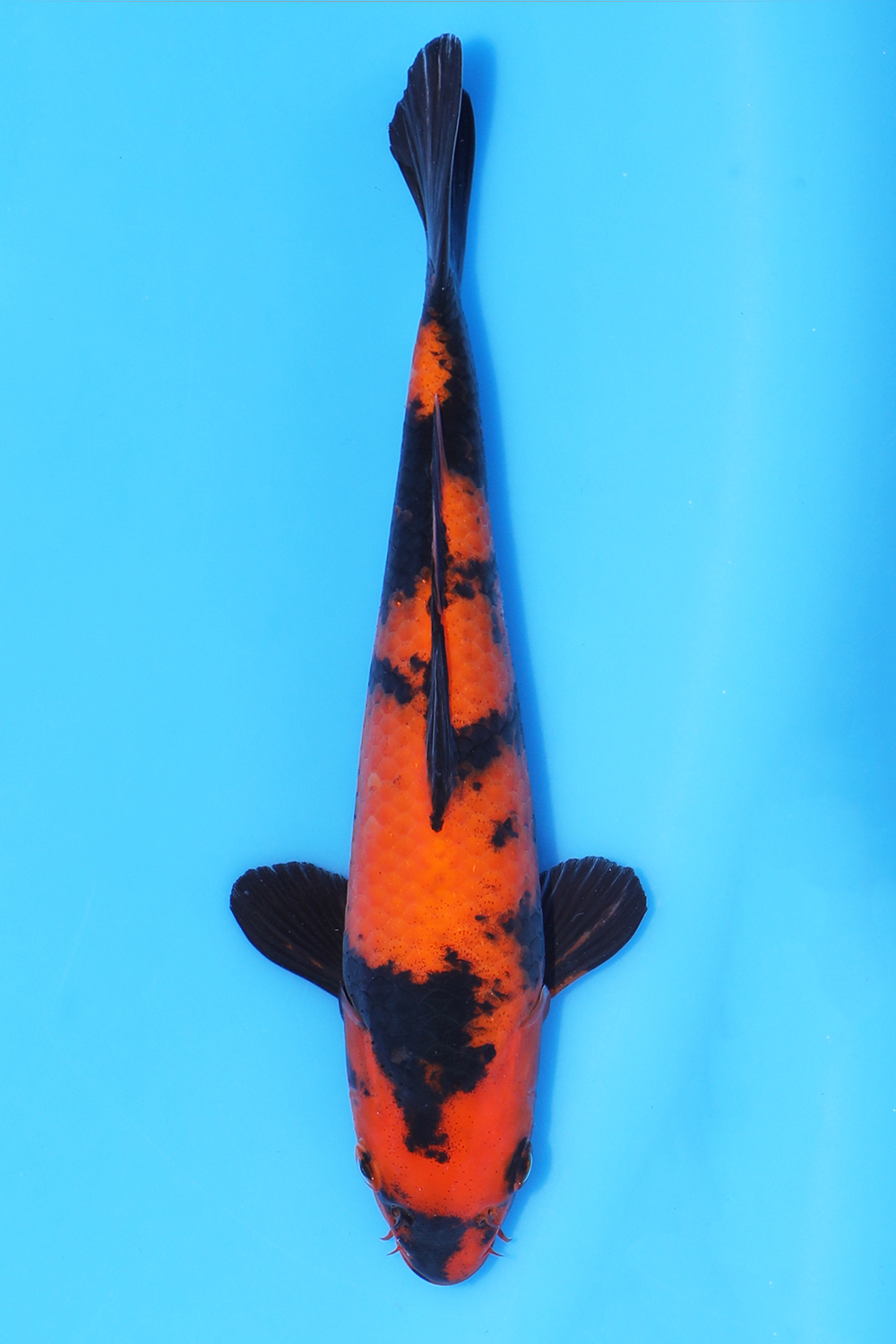 Hi Utsuri