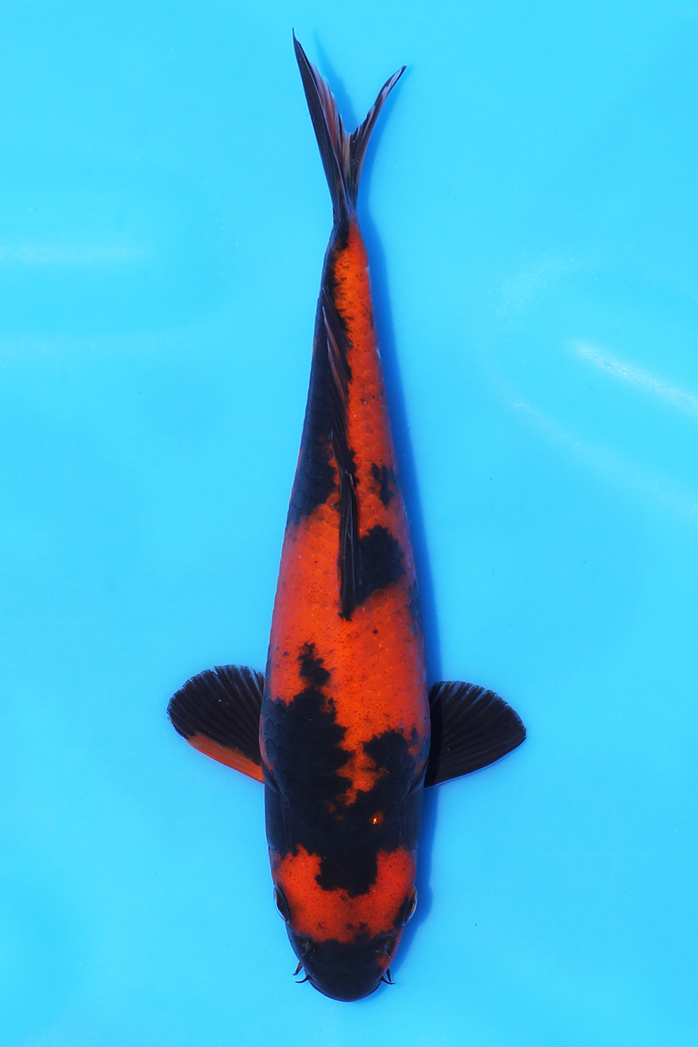 Hi Utsuri