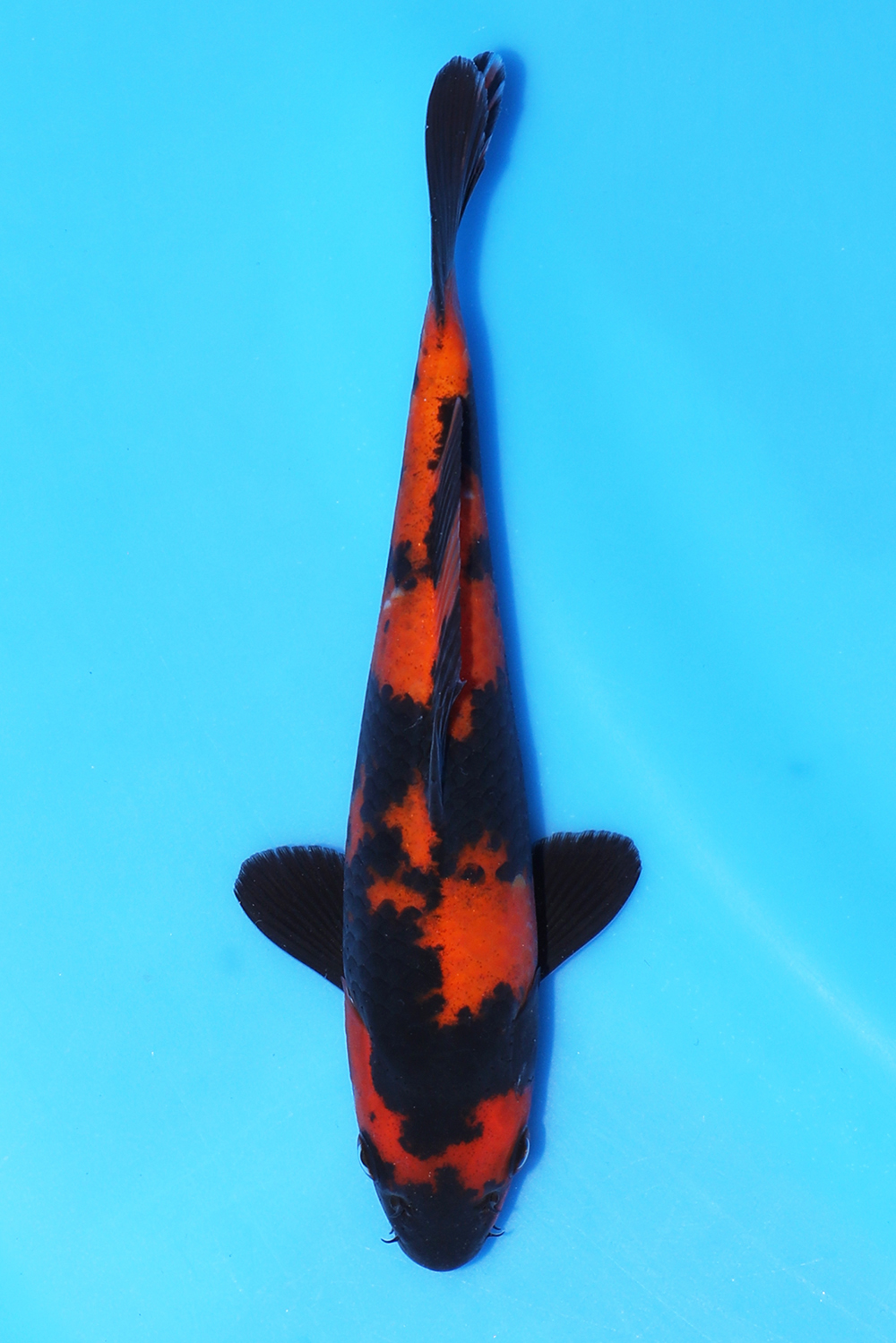 Hi Utsuri